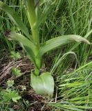 Dactylorhiza euxina. Нижняя часть цветущего растения. Дагестан, Агульский р-н, 3 км ССЗ с. Чираг, влажный луг. 25 июня 2023 г.