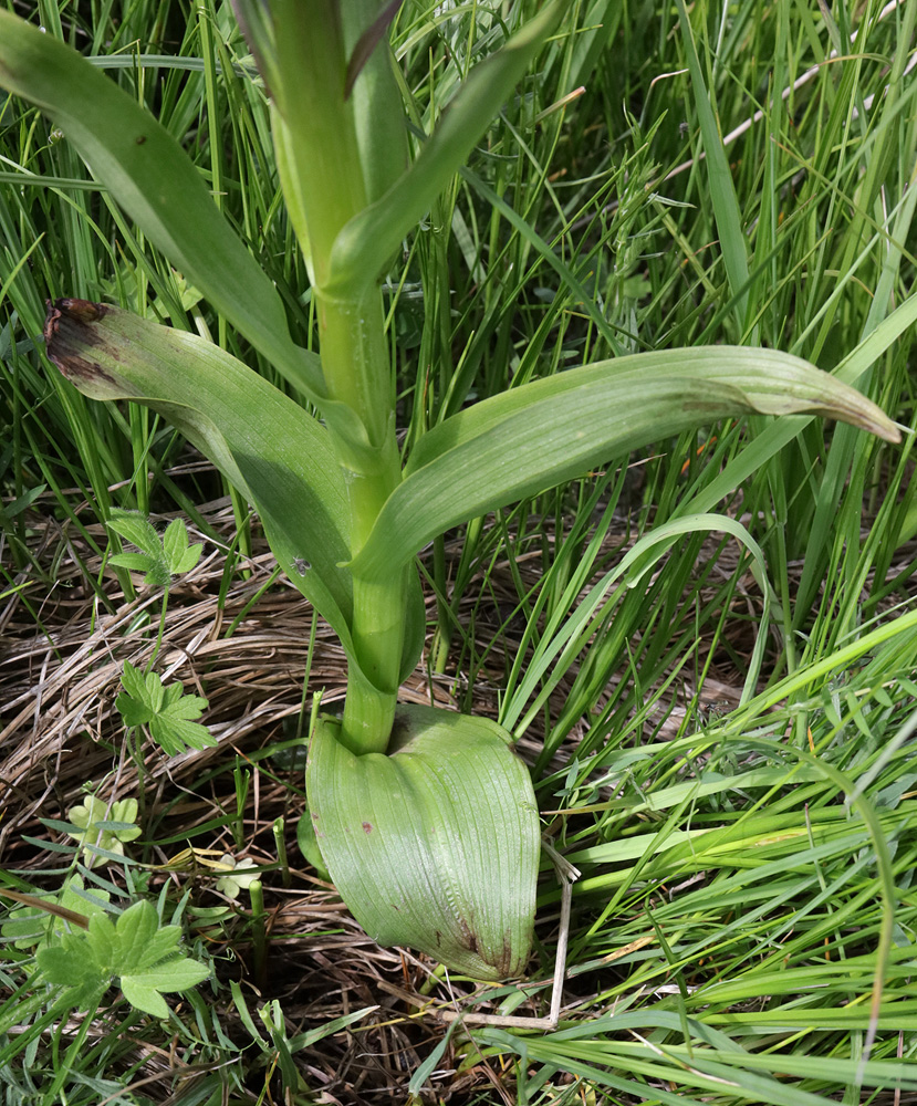 Image of Dactylorhiza euxina specimen.