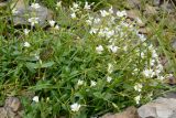 genus Cerastium