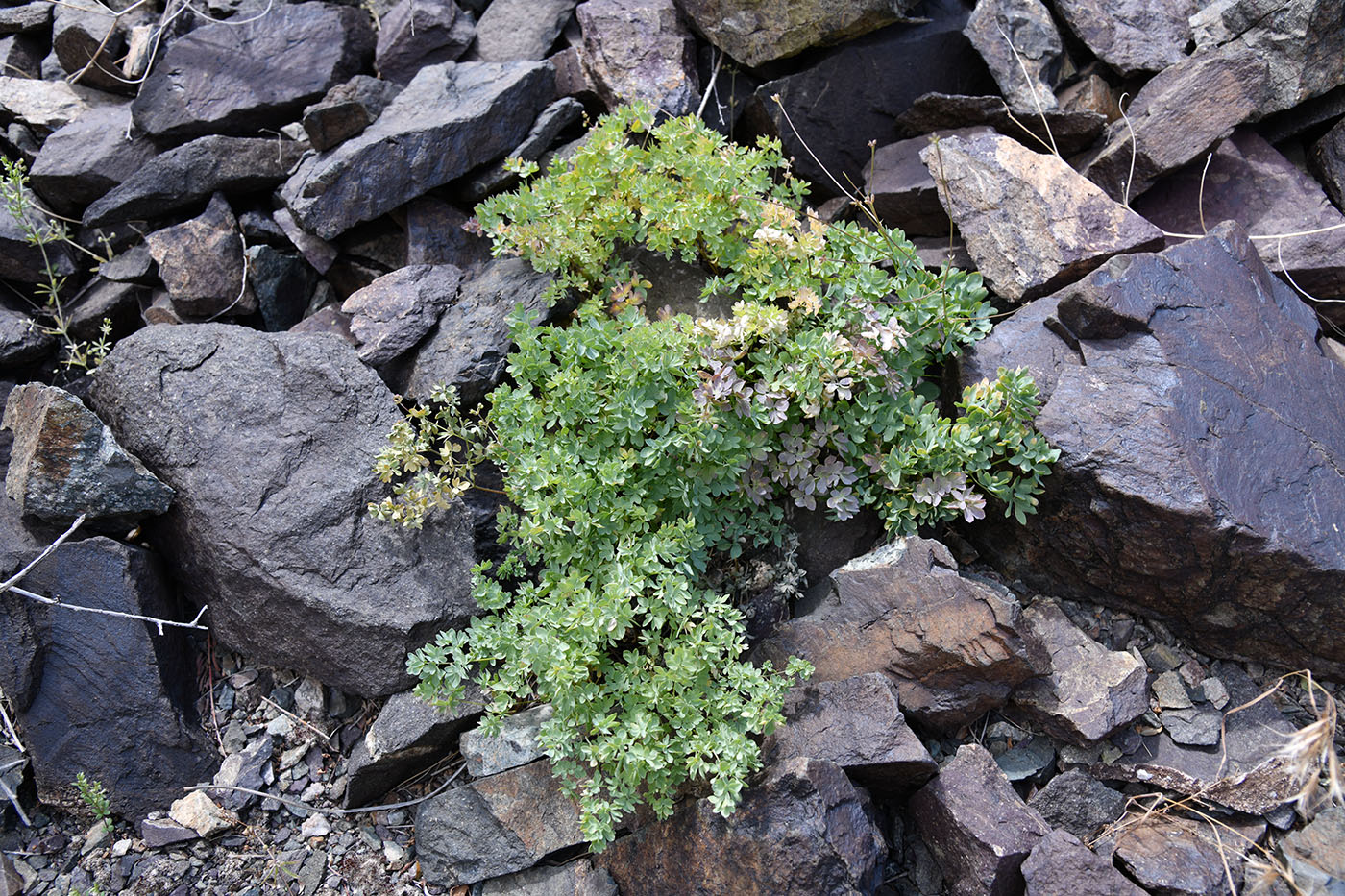 Изображение особи Thalictrum isopyroides.