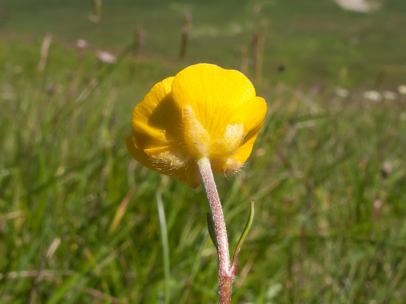 Image of Ranunculus oreophilus specimen.