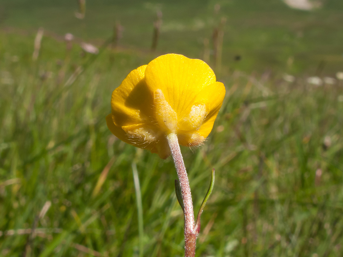 Изображение особи Ranunculus oreophilus.