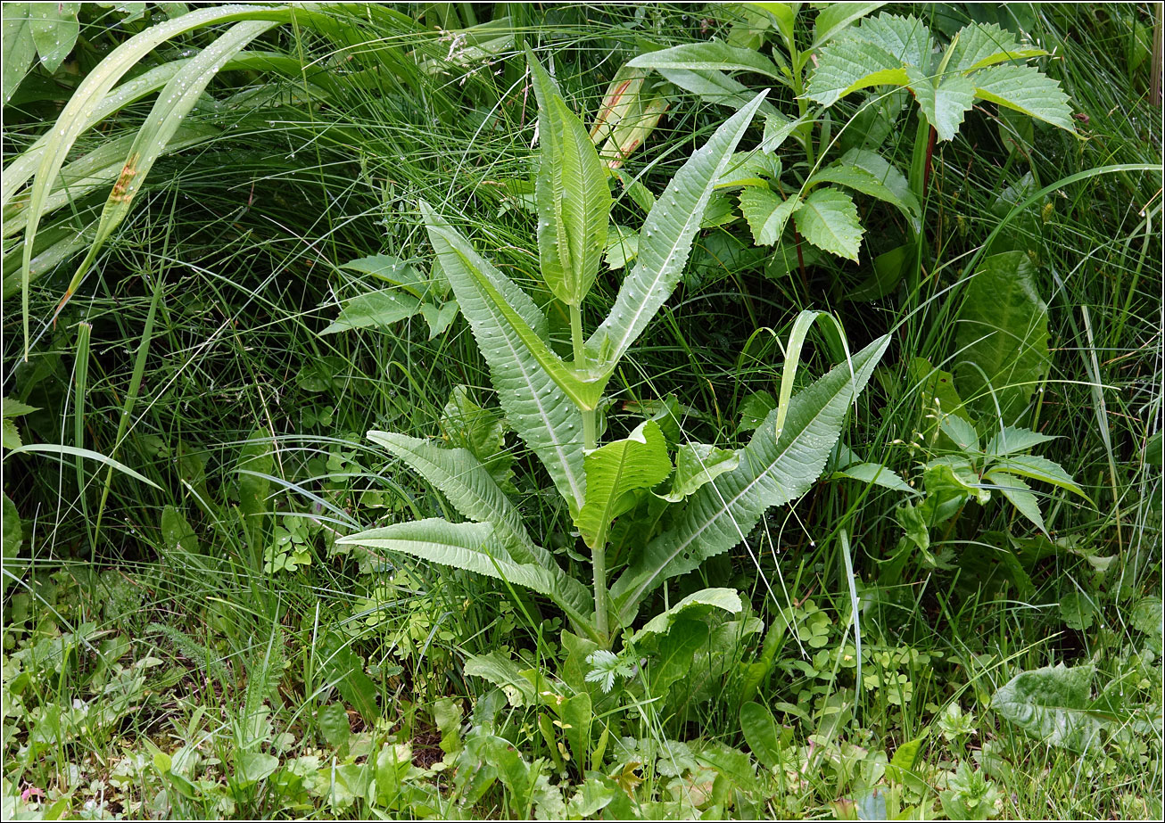 Image of Dipsacus fullonum specimen.