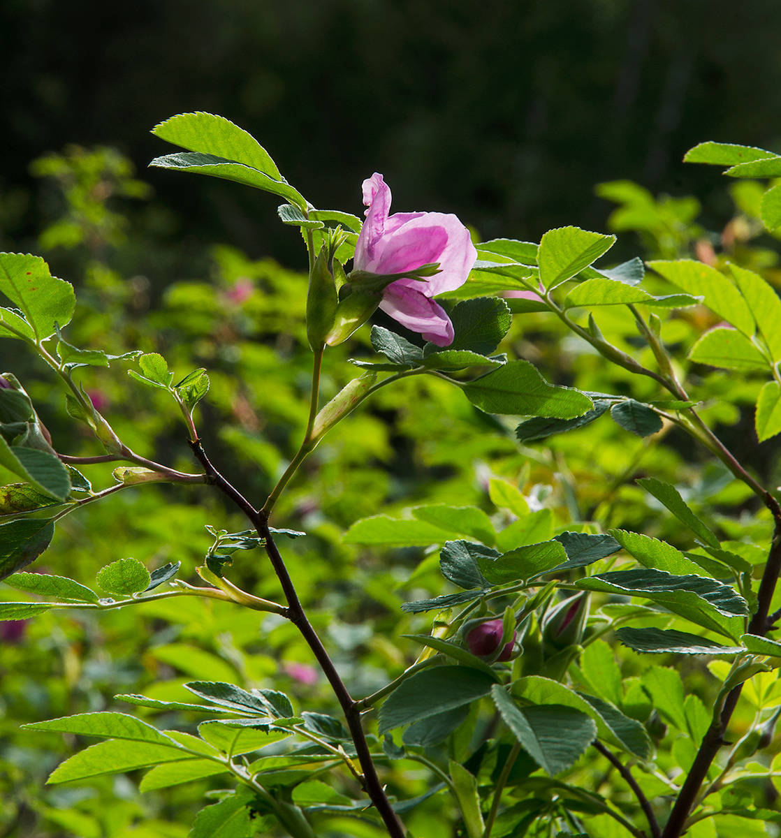 Image of genus Rosa specimen.