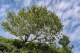 Betula ermanii. Вегетирующее растение в сообществе с Pinus pumila, Sorbus и Sasa. Сахалин, Корсаковский гор. округ, гора Бережная, опушка смешанного леса. 25.08.2022.