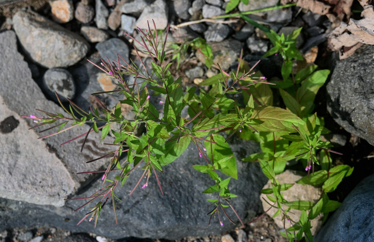 Image of genus Epilobium specimen.