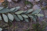 Salix cinerea
