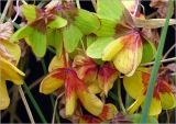 Oxalis tetraphylla