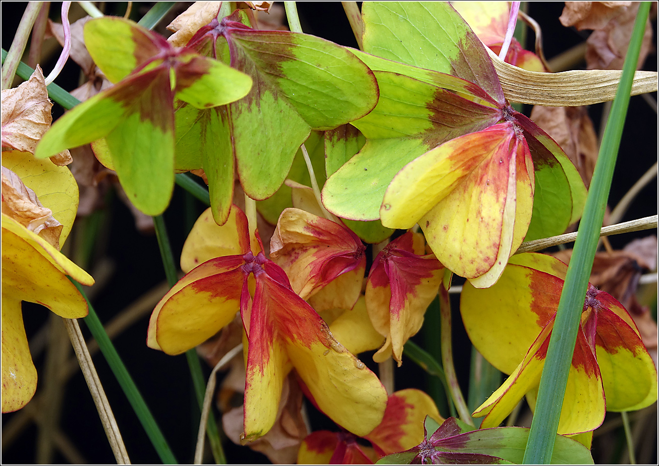 Изображение особи Oxalis tetraphylla.