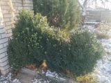 Buxus sempervirens. Вегетирующее растение. Волгоград, Красноармейский р-н, Семипалатинская улица. 06.12.2023.