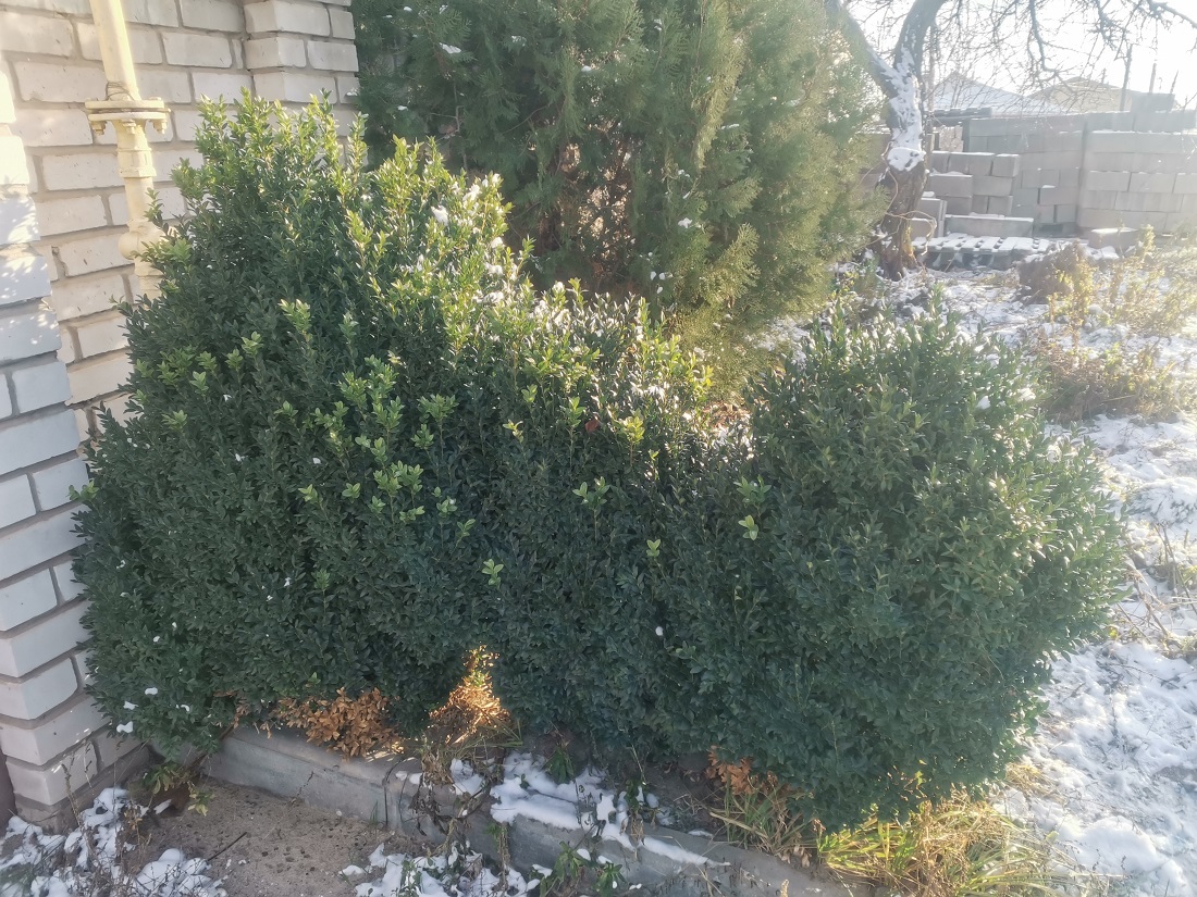 Изображение особи Buxus sempervirens.