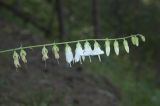 Campanula alliariifolia. Соцветие. Приэльбрусье, долина р. Курмычи, выс. 1800 м н.у.м., сосновый лес. 23 августа 2008 г.