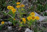 Inula britannica