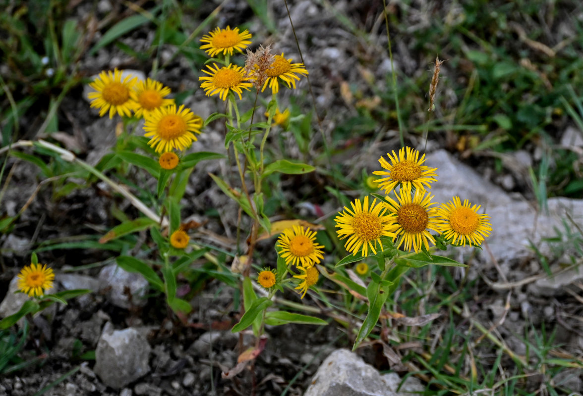 Изображение особи Inula britannica.