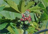 Ricinus communis