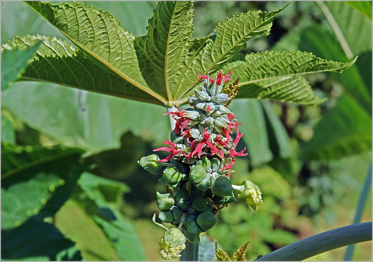 Изображение особи Ricinus communis.