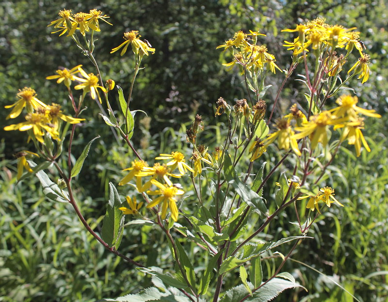 Image of Senecio nemorensis specimen.