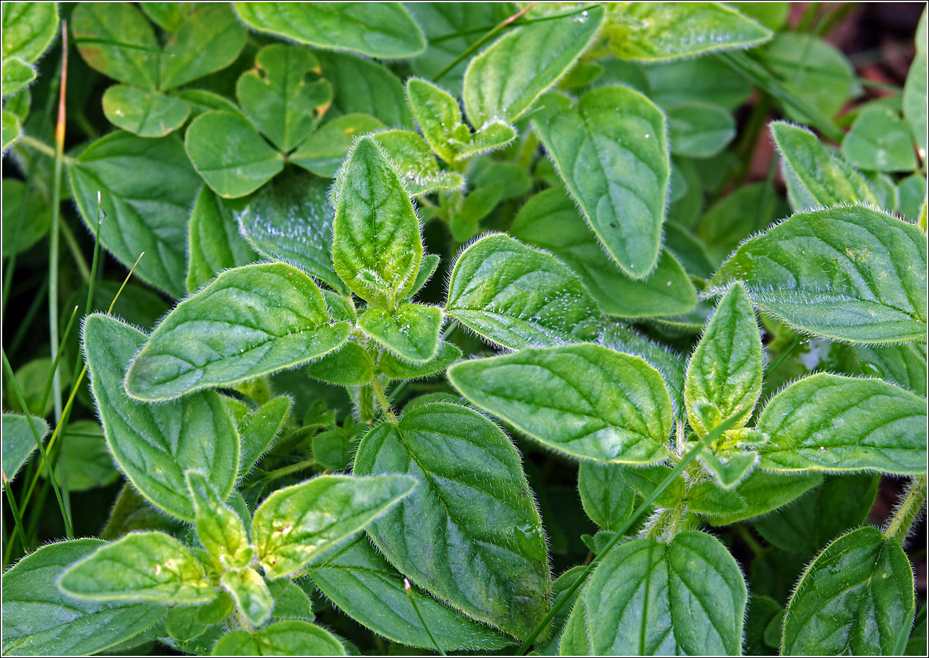 Image of Ocimum basilicum specimen.