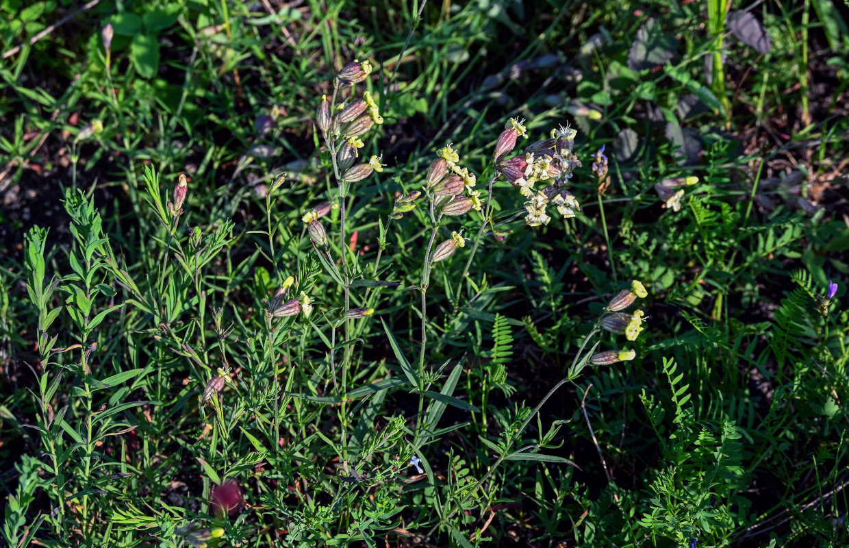 Изображение особи Silene amoena.