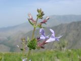 Lophanthus schtschurowskianus. Верхушка соцветия. Узбекистан, Джизакская обл., хр. Нуратау, Нуратинский заповедник, верховье ур. Хаятсай, около 2000 м н.у.м., злаково-разнотравное сообщество. 15.05.2007.