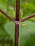 Stachys sylvatica. Часть стебля с основаниями листьев и развивающимися пазушными побегами. Московская обл., г. Дубна, лесопарк, смешанный лес. 17.06.2023.