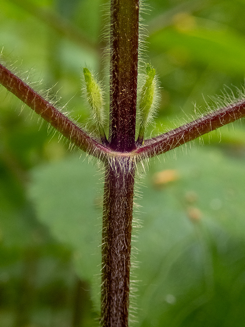 Изображение особи Stachys sylvatica.