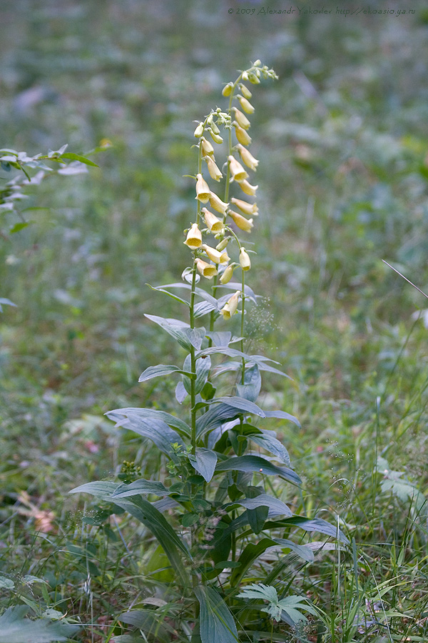 Изображение особи Digitalis grandiflora.