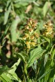 Solidago virgaurea подвид caucasica. Верхушка отцветающего растения. Адыгея, Кавказский биосферный заповедник, плато Лагонаки, 1.5 км к северо-западу от горы Нагай-Кош, луг. 16 августа 2023 г.