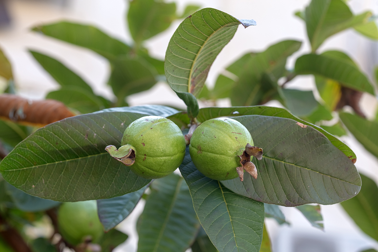 Image of Psidium guajava specimen.