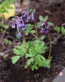 Corydalis solida. Цветущие растения. Мурманск, в культуре на клумбе (происхождение - Ленинградская обл.). 24.05.2024.