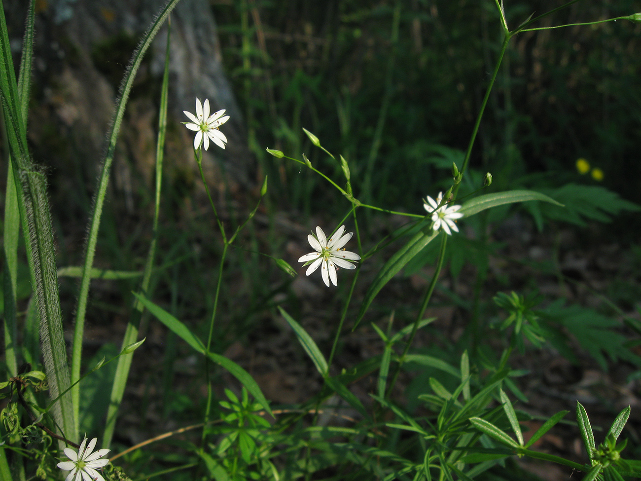 Изображение особи Stellaria palustris.