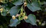 Tilia cordata