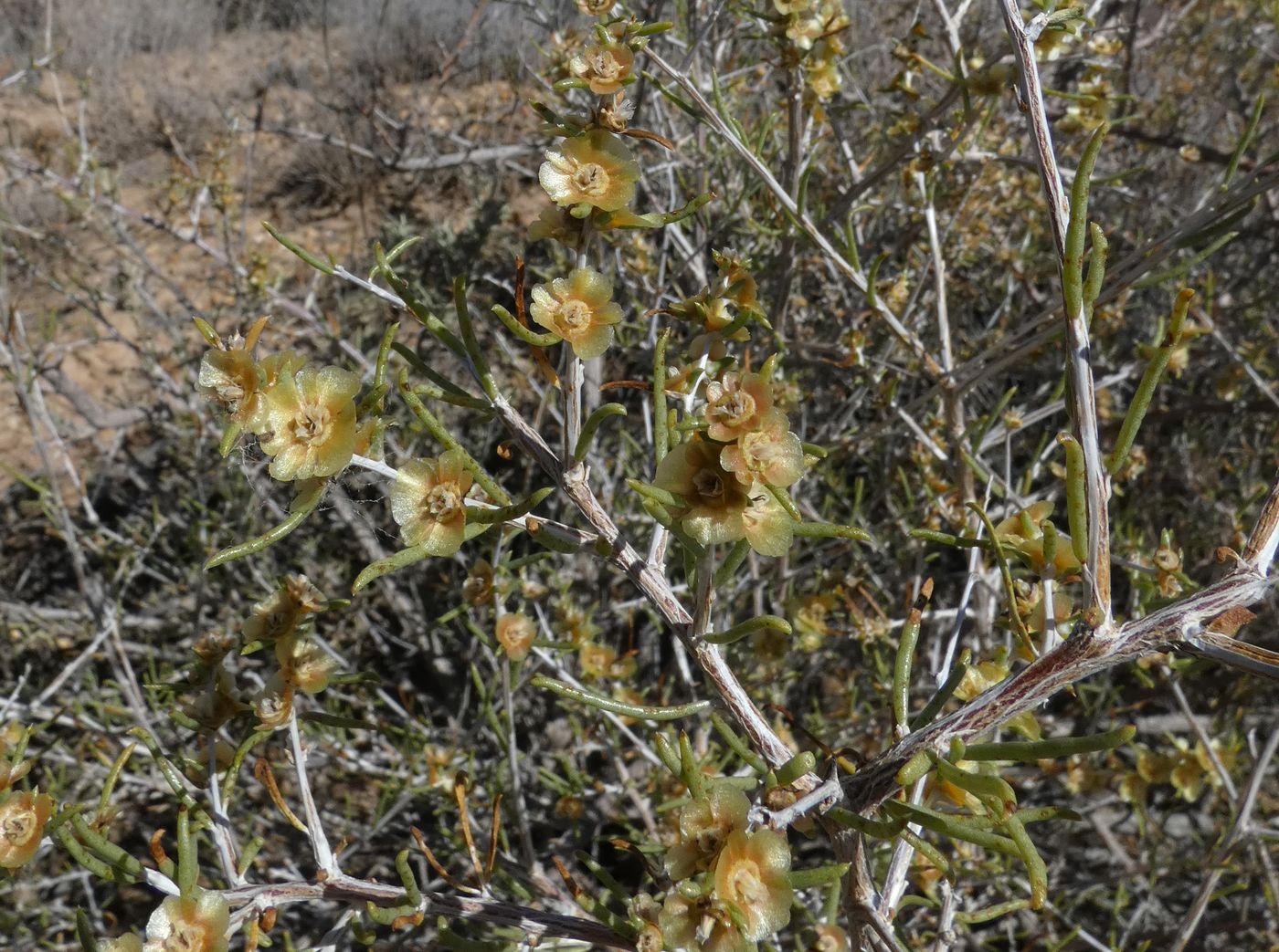 Image of Salsola arbuscula specimen.