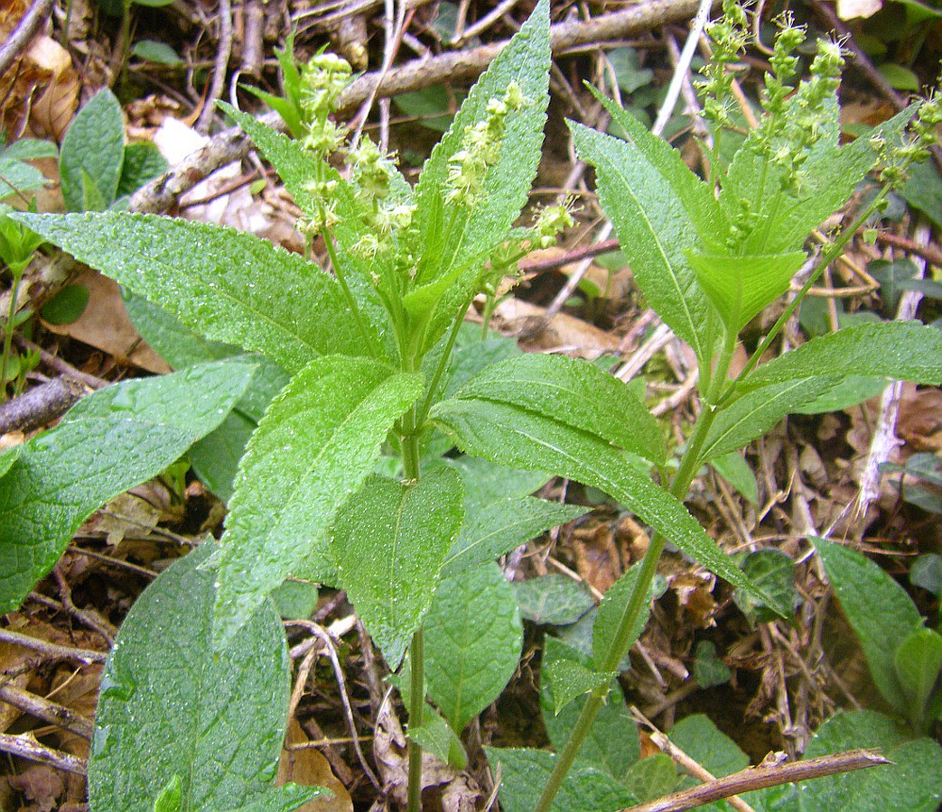 Image of Mercurialis perennis specimen.