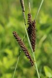 Carex flacca