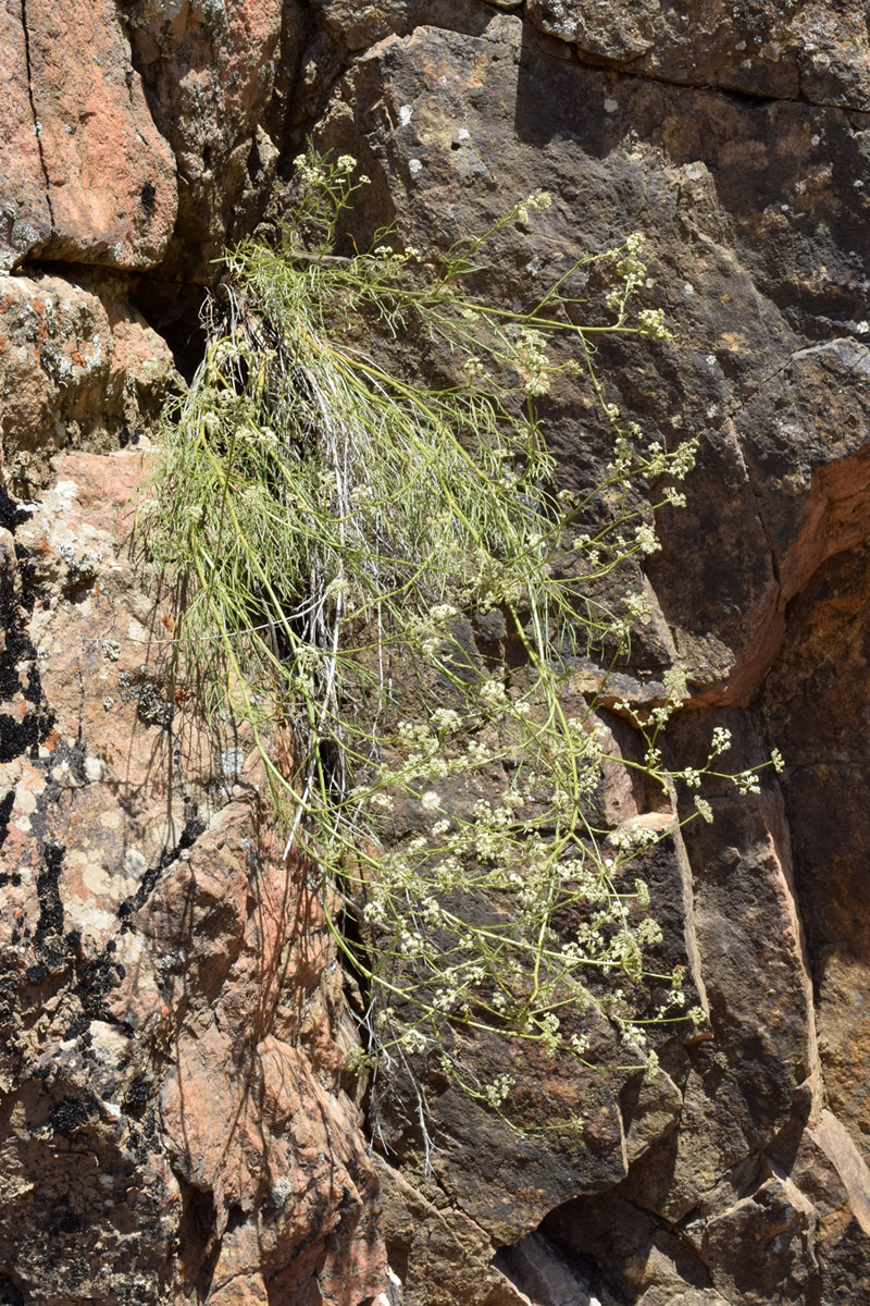 Image of Seseli tenuisectum specimen.