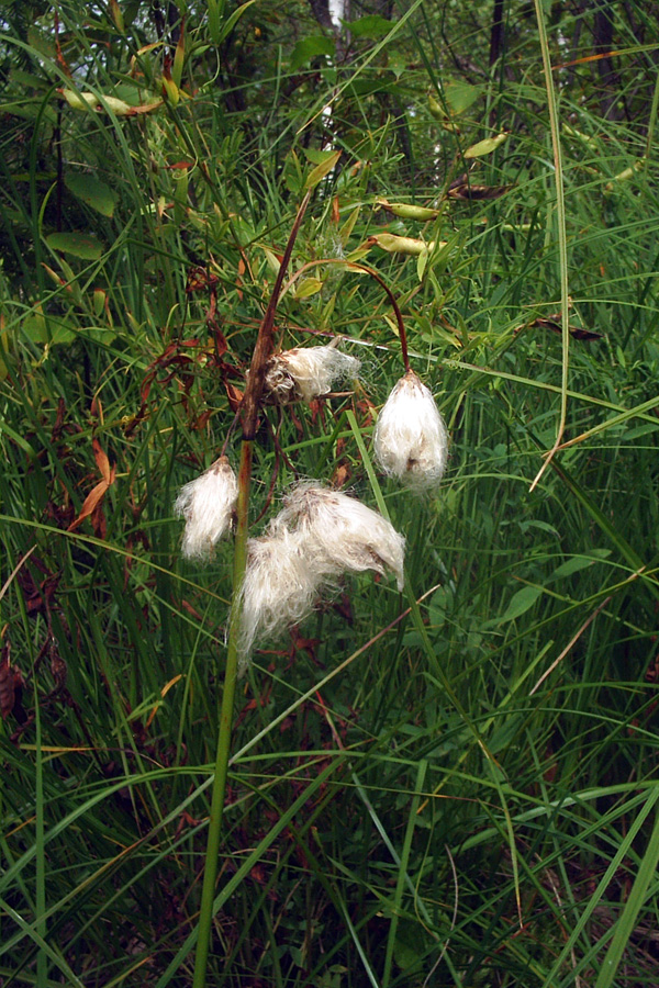 Изображение особи Eriophorum angustifolium.