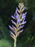 Glycyrrhiza nadezhinae. Соцветие с тлями. Узбекистан, Ташкентская обл., отроги Чаткальского хр., левый берег р. Галвасай, окр. кишлака Учтерак. 04.06.2015.