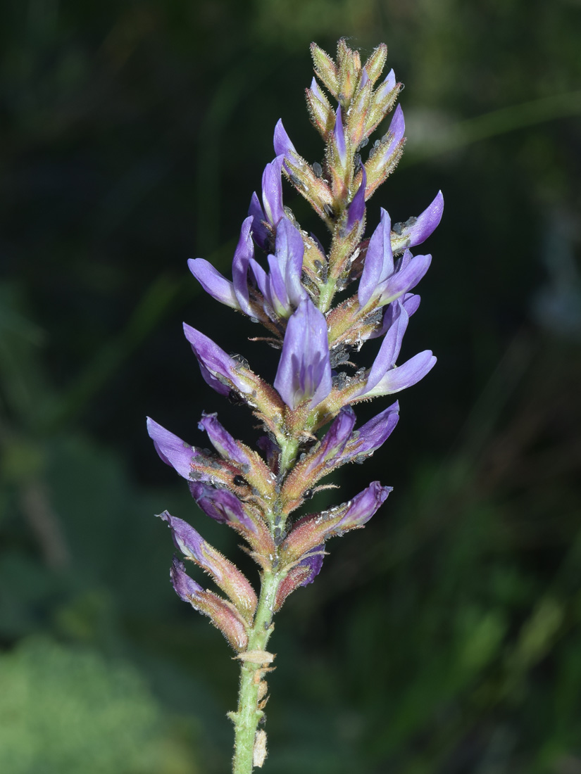 Изображение особи Glycyrrhiza nadezhinae.