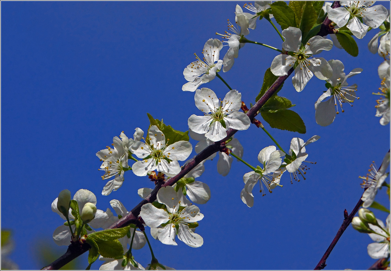 Image of Prunus domestica specimen.