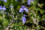 Rosmarinus officinalis
