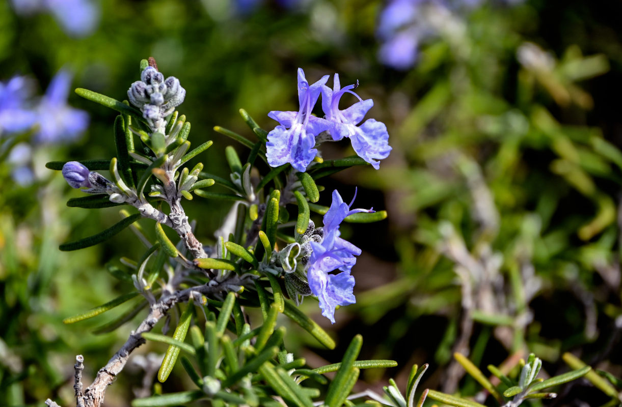 Image of Rosmarinus officinalis specimen.