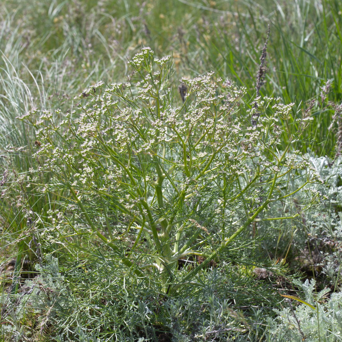 Image of genus Trinia specimen.