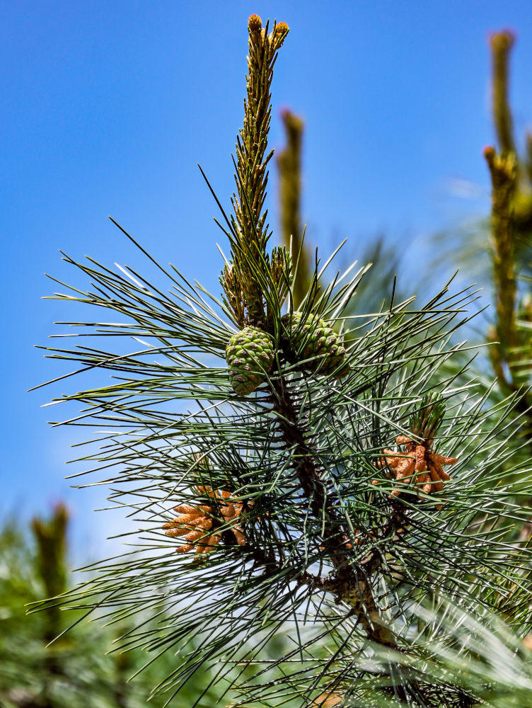 Изображение особи Pinus taiwanensis.