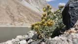 Arnebia tibetana. Цветущее растение. Таджикистан, Горно-Бадахшанская автономная обл., Рушанский р-н, Северо-Аличурский хр., окр. Марджанайского залива Сарезского оз., дол. р. Каттамарджанай, выс. ≈ 3870 м н.у.м., крупнообломочная осыпь. 7 июля 2025 г.
