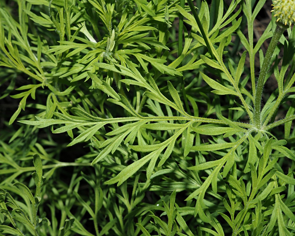 Image of Adonis volgensis specimen.