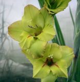 Image of taxon representative. Author is Игорь Павлов