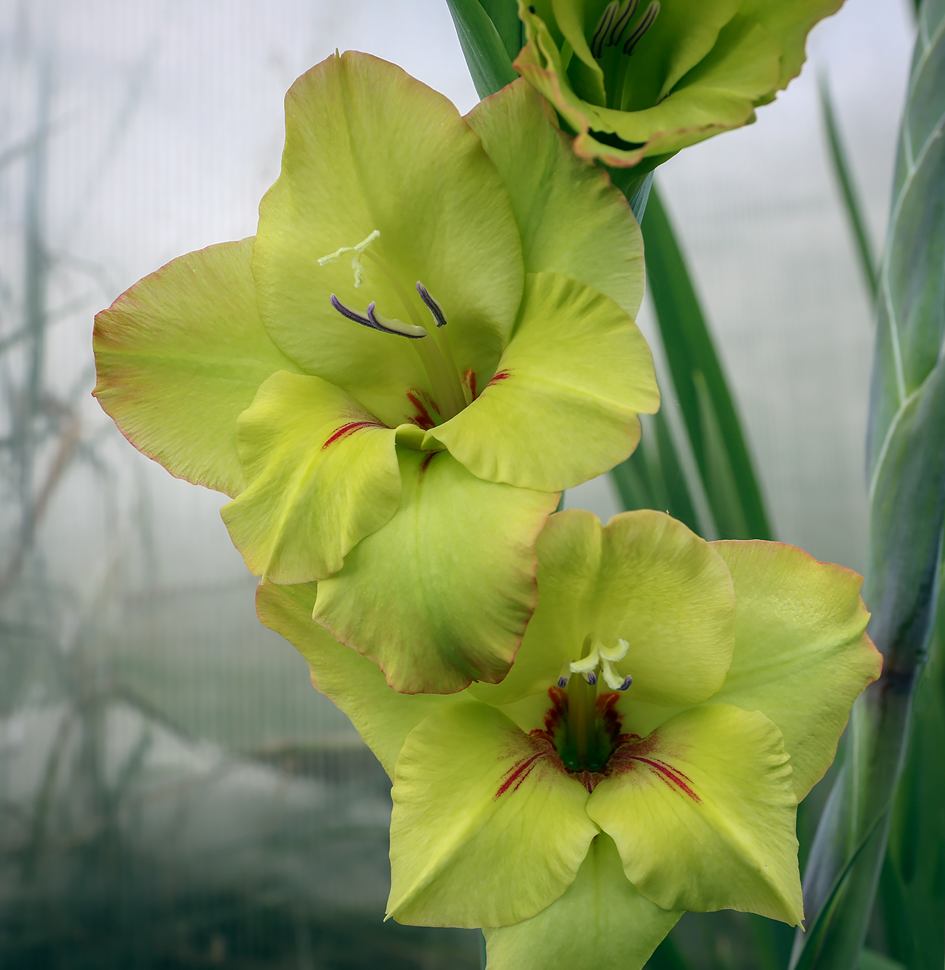Image of Gladiolus &times; gandavensis specimen.