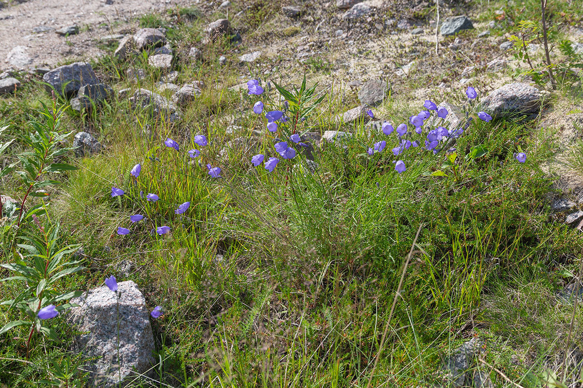 Изображение особи Campanula rotundifolia.