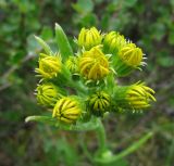 Tephroseris integrifolia. Нераспустившееся соцветие. Коми, Интинский р-н, Приполярный Урал, хр. Малдынырд, руч. Алькесвож. 13.07.2010.